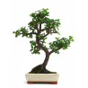 Bonsaï Crassula Ovata 35 cm – Arbre de Jade | Sankaly Bonsai