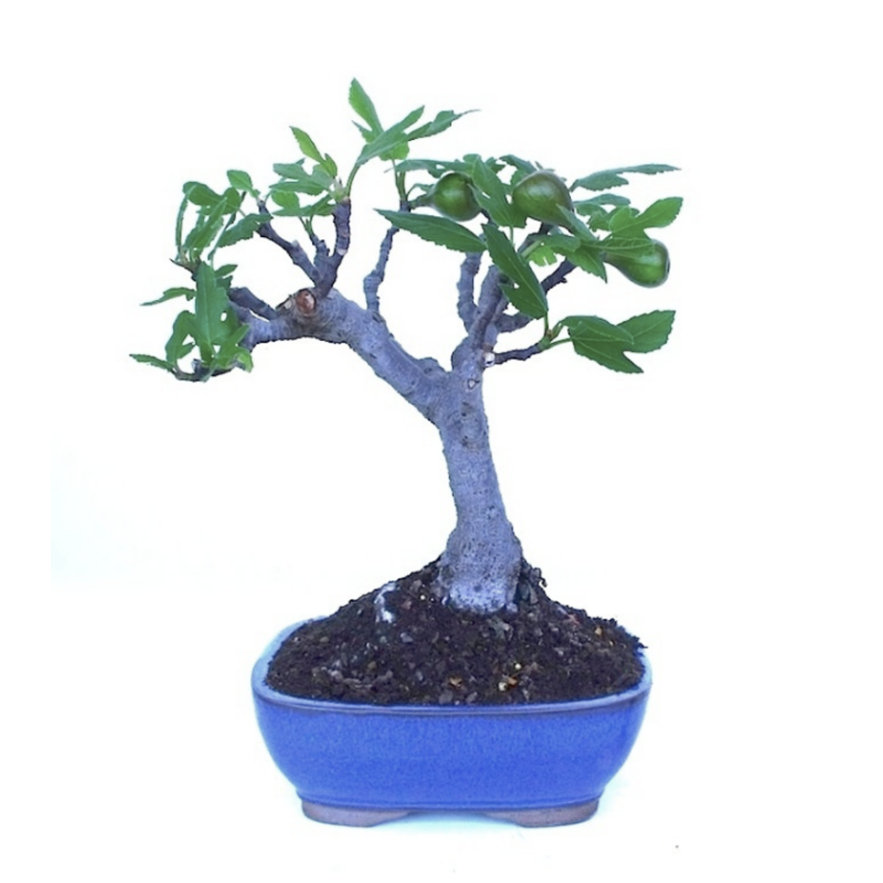 Bonsaï Ficus carica 25 cm avec fruits | Sankaly Bonsai