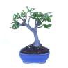 Bonsaï Ficus carica 25 cm avec fruits | Sankaly Bonsai