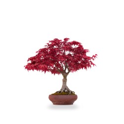 Acheter Bonsai Acer Palmatum Deshojo 43 cm APDPERS260401 Sankaly Bonsai