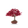 Acheter Bonsai Acer Palmatum Deshojo 43 cm APDPERS260401 Sankaly Bonsai