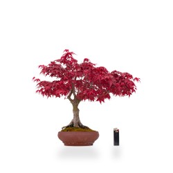 Achat Bonsai Acer Palmatum Deshojo 43 cm APDPERS260401 Sankaly Bonsai