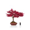 Achat Bonsai Acer Palmatum Deshojo 43 cm APDPERS260401 Sankaly Bonsai