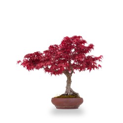 Vente de Bonsai Acer Palmatum Deshojo 43 cm APDPERS260401 Sankaly Bonsai