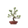 Acheter Bonsai Pinus Pentaphylla, Pin blanc du Japon 37 cm Sankaly Bonsai PPJPPERS260401