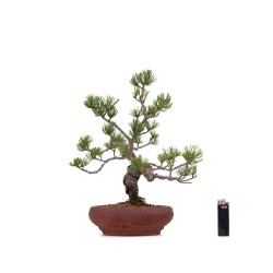 Achat Bonsai Pinus Pentaphylla, Pin blanc du Japon 37 cm Sankaly Bonsai PPJPPERS260401