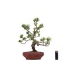 Achat Bonsai Pinus Pentaphylla, Pin blanc du Japon 37 cm Sankaly Bonsai PPJPPERS260401