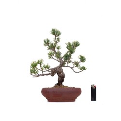 Boutique Bonsai Pinus Pentaphylla, Pin blanc du Japon 37 cm Sankaly Bonsai PPJPPERS260401