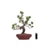 Boutique Bonsai Pinus Pentaphylla, Pin blanc du Japon 37 cm Sankaly Bonsai PPJPPERS260401