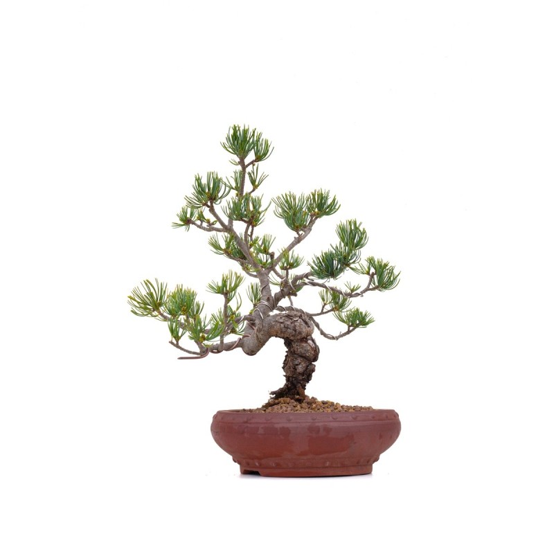 Vente de Bonsai Pinus Pentaphylla, Pin blanc du Japon 37 cm Sankaly Bonsai PPJPPERS260401