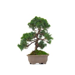 Acheter Bonsaï Juniperus Chinensis de 29 cm originaire du Japon, âgé d’environ 19/20 ans JC260401MB