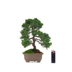 Achat Bonsaï Juniperus Chinensis Kishu de 29 cm originaire du Japon, âgé d’environ 19/20 ans JC260401MB