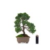 Achat Bonsaï Juniperus Chinensis Kishu de 29 cm originaire du Japon, âgé d’environ 19/20 ans JC260401MB