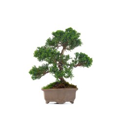 Achat Bonsaï Juniperus Chinensis de 29 cm originaire du Japon, âgé d’environ 19/20 ans JC260401MB