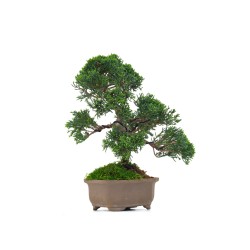 Acheter Bonsaï Juniperus Chinensis Kishu de 29 cm originaire du Japon, âgé d’environ 19/20 ans JC260401MB