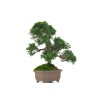 Acheter Bonsaï Juniperus Chinensis Kishu de 29 cm originaire du Japon, âgé d’environ 19/20 ans JC260401MB