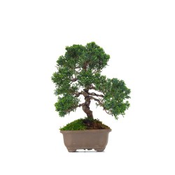 Vente Bonsaï Juniperus Chinensis de 29 cm originaire du Japon, âgé d’environ 19/20 ans JC260401MB