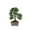 Vente Bonsaï Juniperus Chinensis de 29 cm originaire du Japon, âgé d’environ 19/20 ans JC260401MB