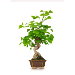 Acheter Bonsai Ginkgo Biloba 42 cm Sankaly Bonsai