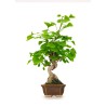 Acheter Bonsai Ginkgo Biloba 42 cm Sankaly Bonsai