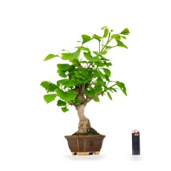 Vente Bonsai Ginkgo Biloba 42 cm Sankaly Bonsai