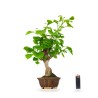 Vente Bonsai Ginkgo Biloba 42 cm Sankaly Bonsai
