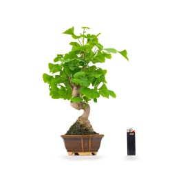 Achat Bonsai Ginkgo Biloba 42 cm Sankaly Bonsai GIN260401MB