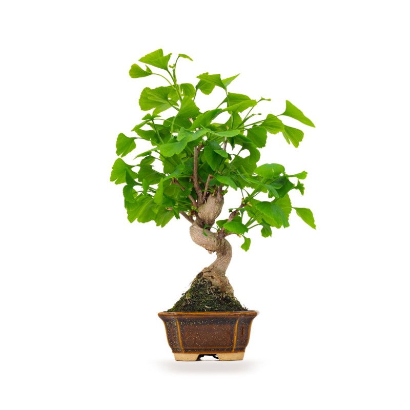 Achat Bonsai Ginkgo Biloba 42 cm Sankaly Bonsai