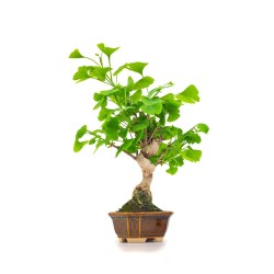 Acheter Bonsai Ginkgo Biloba 42 cm Sankaly Bonsai GIN260401MB