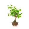 Acheter Bonsai Ginkgo Biloba 42 cm Sankaly Bonsai GIN260401MB