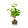 Vente Bonsai Ginkgo Biloba 42 cm Sankaly Bonsai GIN260401MB