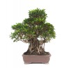 Bonsaï Ficus retusa 75 cm exemplaire unique | Sankaly Bonsai