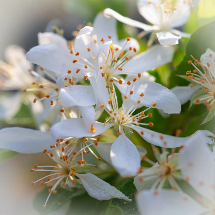 Fleurs Bonsai Pommier à fleurs Sankaly Bonsaï