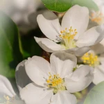 Fleurs Bonsai Pommier à fleurs Sankaly Bonsaï