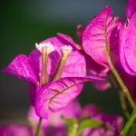 Fleurs Bonsai Bougainvillier Sankaly Bonsaï