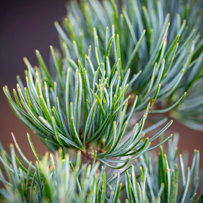 Aiguilles Pinus Pentaphylla Kishu Sankaly Bonsaï