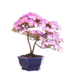 Achat Bonsai Azalée Satsuki 43 cm Sankaly Bonsai AZ260420HS