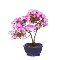 Acheter Bonsai Azalée Satsuki 43 cm Sankaly Bonsai AZ260420HS