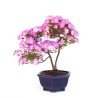 Acheter Bonsai Azalée Satsuki 43 cm Sankaly Bonsai AZ260420HS