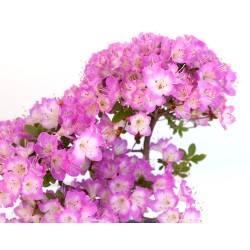 Vente Bonsai Azalée Satsuki 43 cm Sankaly Bonsai AZ260420HS