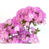 Vente Bonsai Azalée Satsuki 43 cm Sankaly Bonsai AZ260420HS