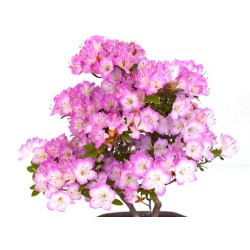 Booutique Bonsai Azalée Satsuki 43 cm Sankaly Bonsai AZ260420HS