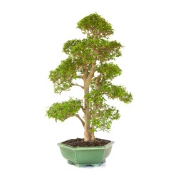 Vente de Bonsai Ligustrum indonésien 78 cm Sankaly Bonsai LIGIND260420HS