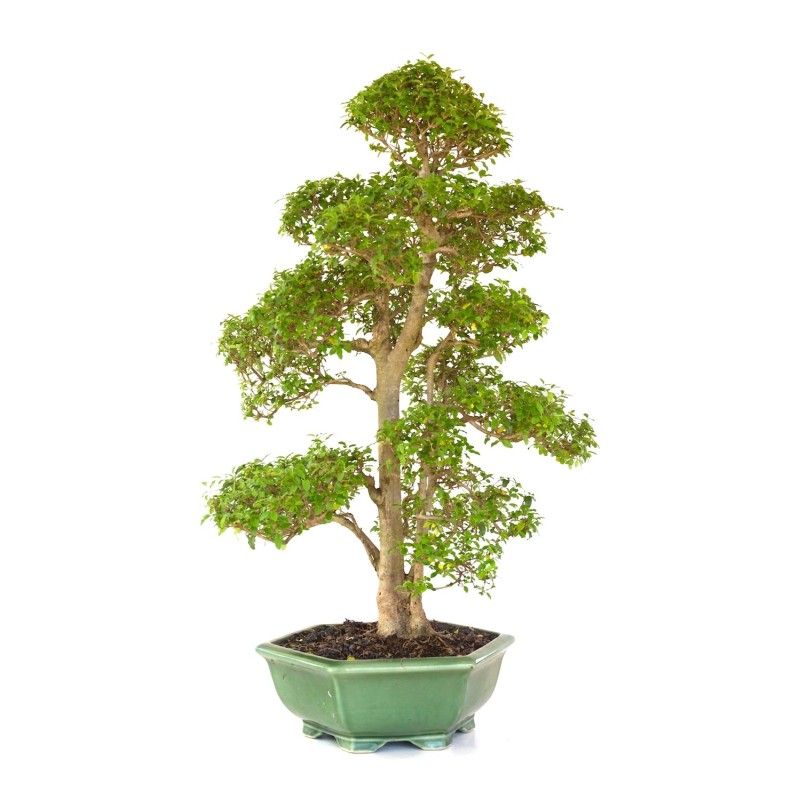 Vente de Bonsai Ligustrum indonésien 78 cm Sankaly Bonsai LIGIND260420HS