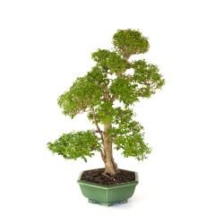 Achat Bonsai Ligustrum indonésien 78 cm Sankaly Bonsai LIGIND260420HS