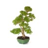 Achat Bonsai Ligustrum indonésien 78 cm Sankaly Bonsai LIGIND260420HS