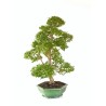 Acheter Bonsai Ligustrum indonésien 78 cm Sankaly Bonsai LIGIND260420HS