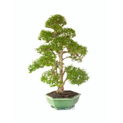 Boutique Bonsai Ligustrum indonésien 78 cm Sankaly Bonsai LIGIND260420HS