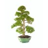 Boutique Bonsai Ligustrum indonésien 78 cm Sankaly Bonsai LIGIND260420HS