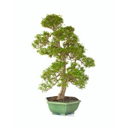 Bonsai en ligne Ligustrum indonésien 78 cm Sankaly Bonsai LIGIND260420HS